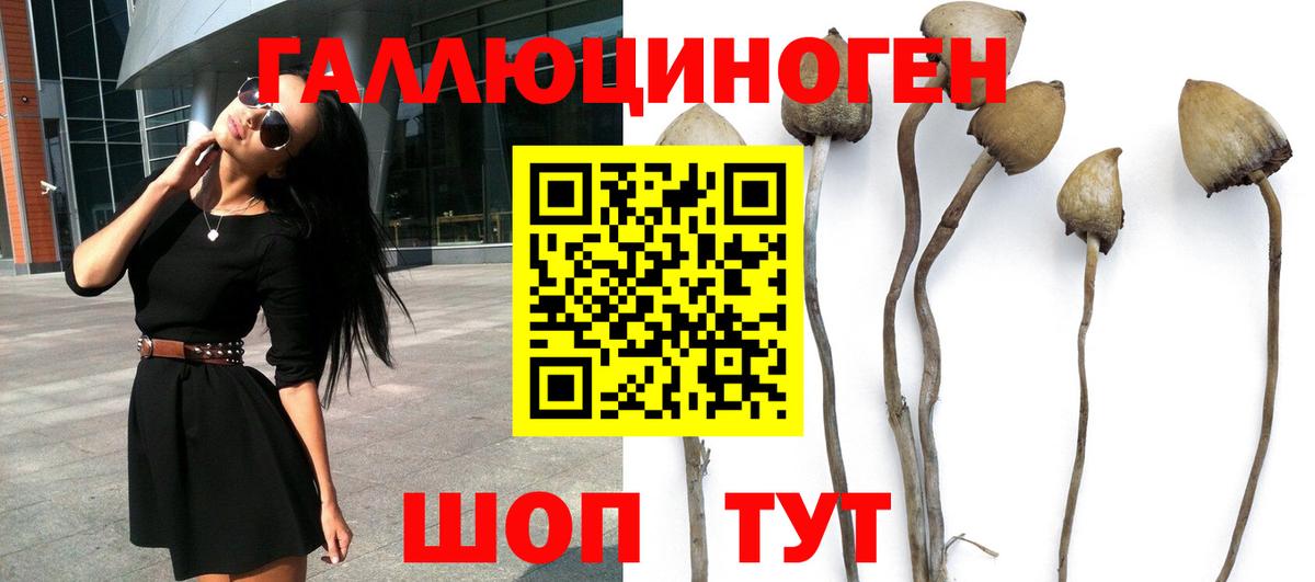 Северобайкальск  Псилоцибиновые грибы мицелий  Вход с VPN 
